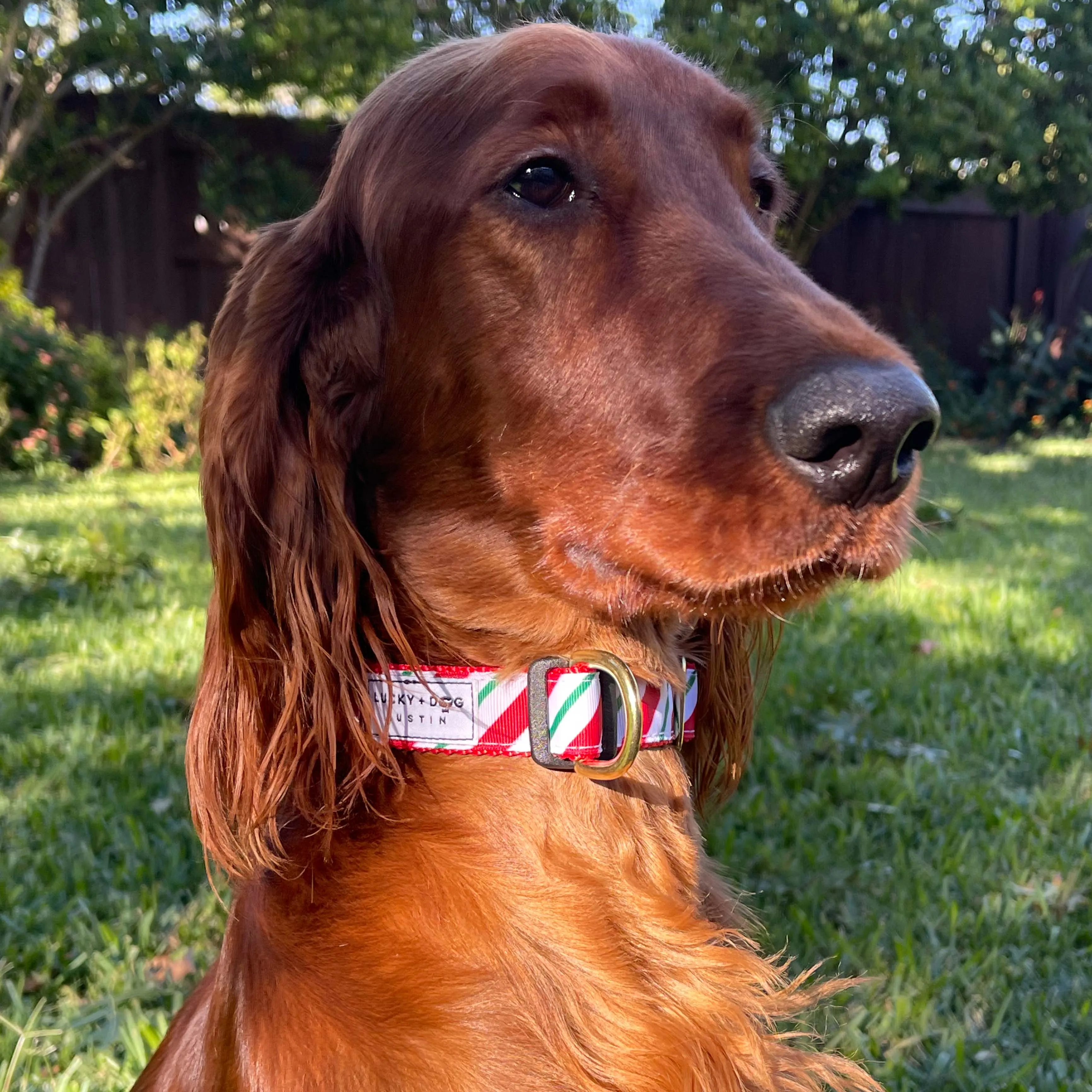 Activewear - Candy Cane Stripe