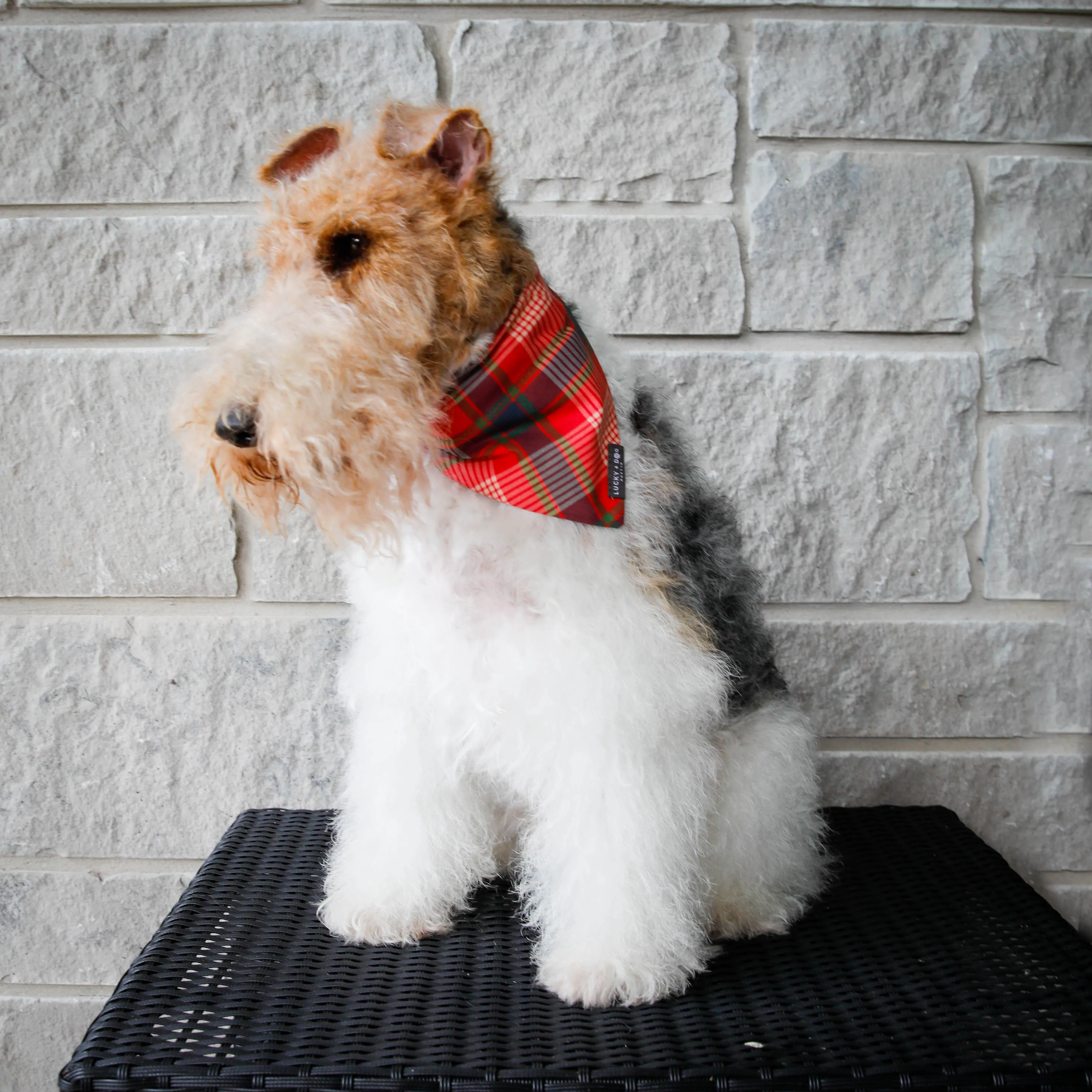 Activewear - Tartan Tail