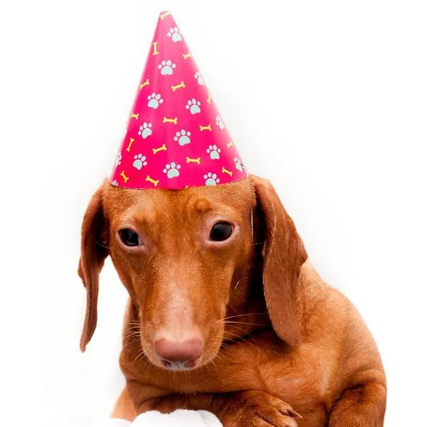 Pawty Hat - Red Dogs