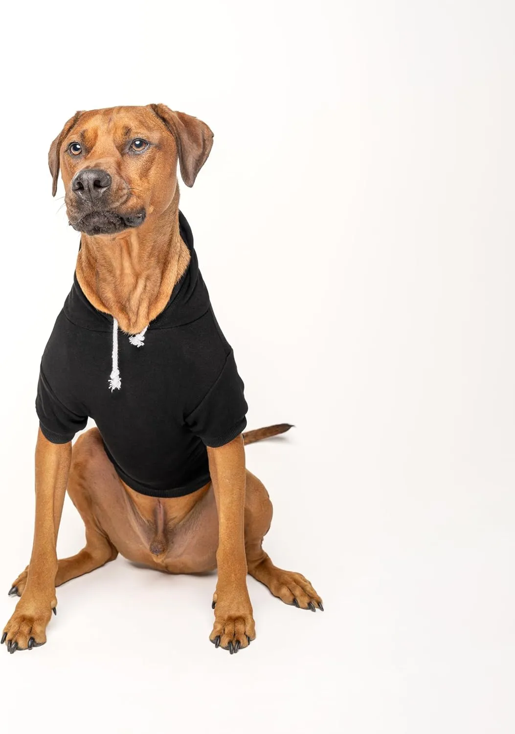 Pride Dog Hoodie | Fleece Lined |Leash Hole| Pride Day | LGBTQ  | Rainbow | Parade|Black, Large 738