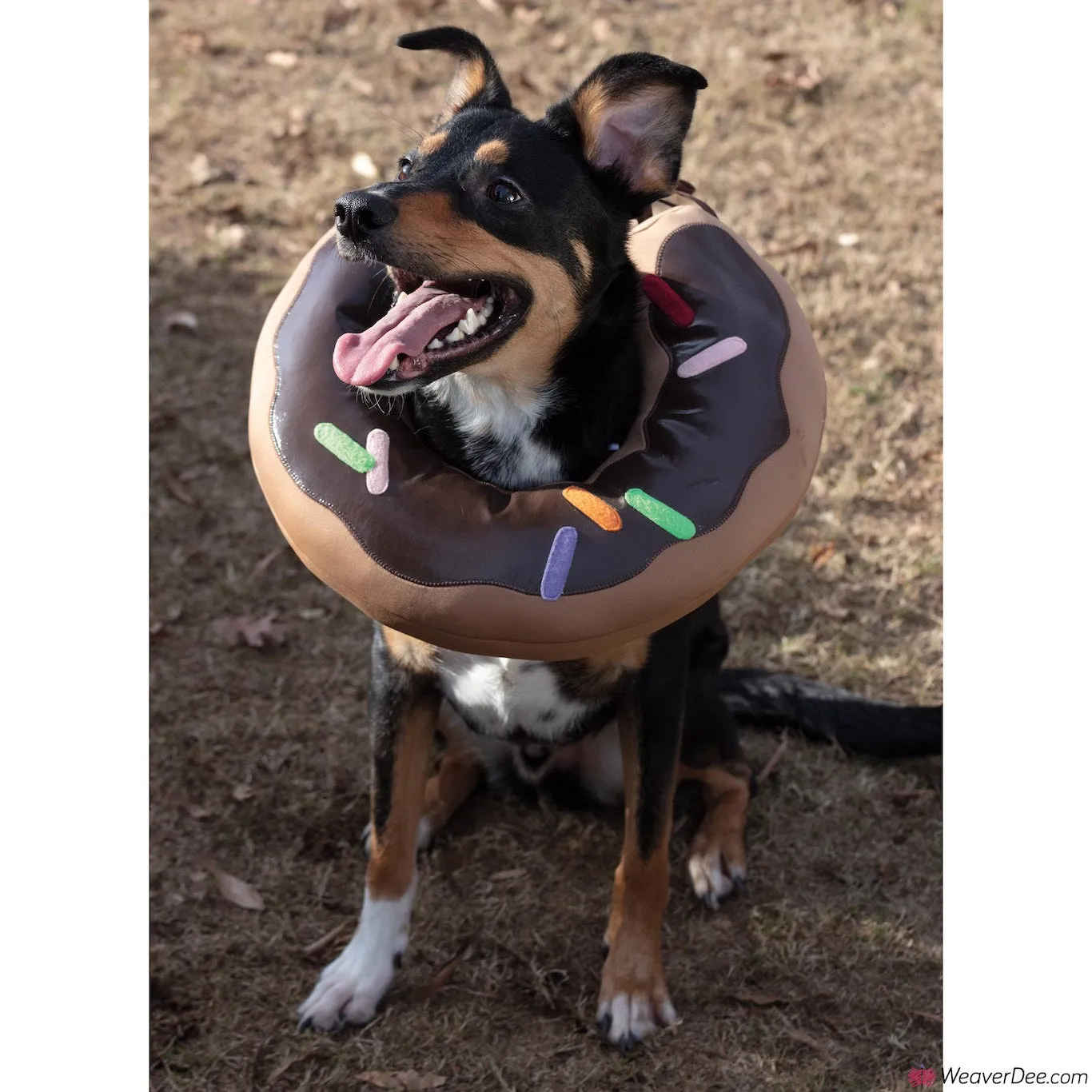 Simplicity Pattern S9582 Pet Elizabethan Collars - by Carla Reiss