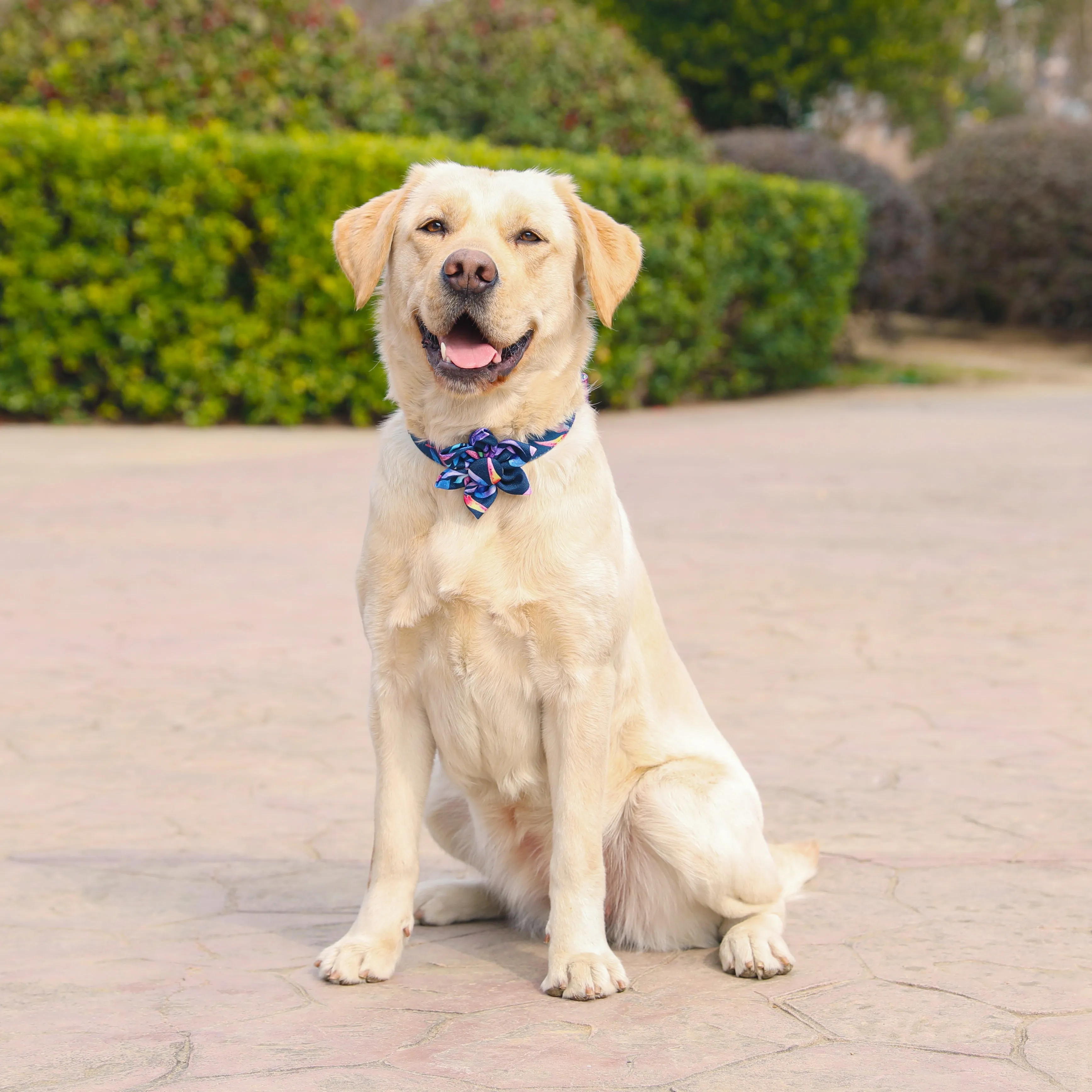 Tropical Dog Collar with Flower