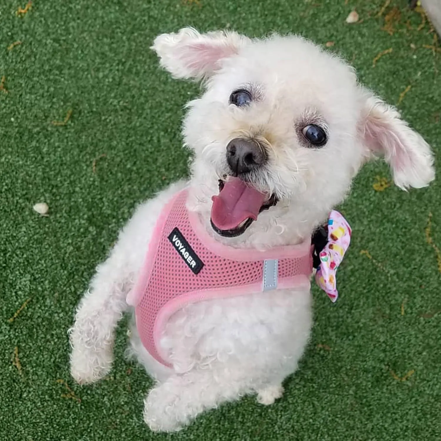Voyager Step-in Air All Weather Mesh Harness and Reflective Dog 5 ft Leash Combo with Neoprene Handle, for Small, Medium and Large Breed Puppies by Best Pet Supplies - Harness Leash Set (Pink), L